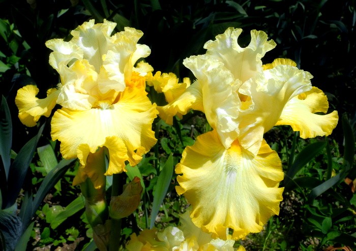 Карнавал ирисов в Никитском саду Большой Ялты