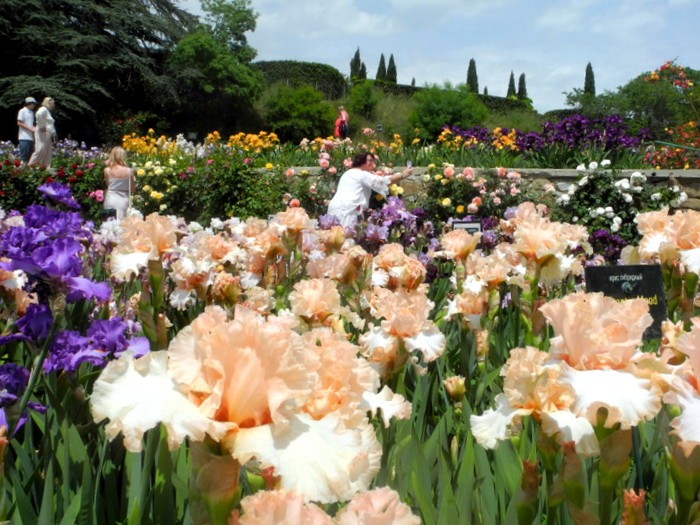 Карнавал ирисов в Никитском саду Большой Ялты