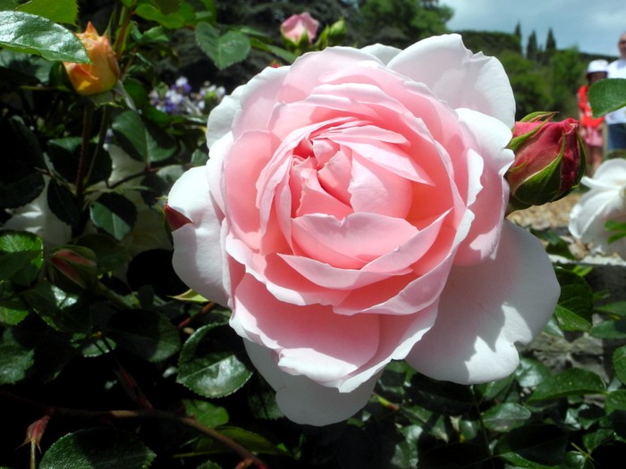 Карнавал ирисов в Никитском саду Большой Ялты