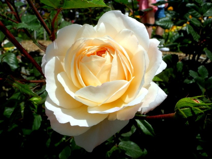 Карнавал ирисов в Никитском саду Большой Ялты