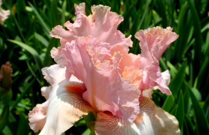 Карнавал ирисов в Никитском саду Большой Ялты