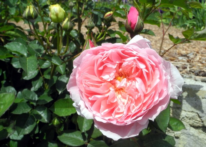 Карнавал ирисов в Никитском саду Большой Ялты