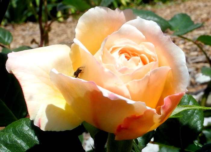 Карнавал ирисов в Никитском саду Большой Ялты