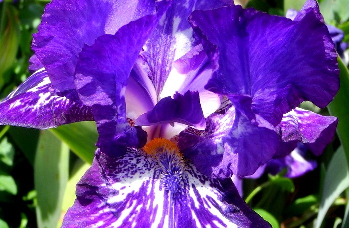 Карнавал ирисов в Никитском саду Большой Ялты