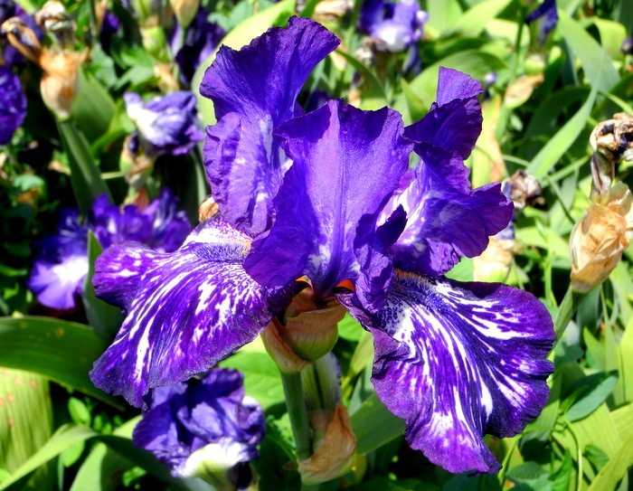 Карнавал ирисов в Никитском саду Большой Ялты