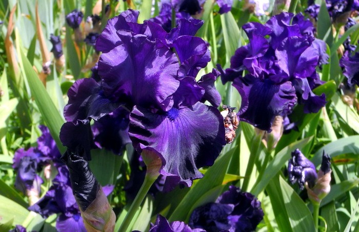 Карнавал ирисов в Никитском саду Большой Ялты