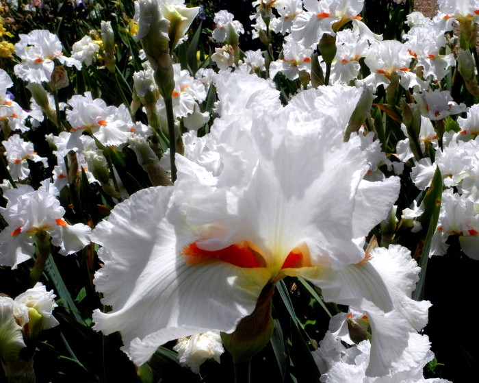 Карнавал ирисов в Никитском саду Большой Ялты