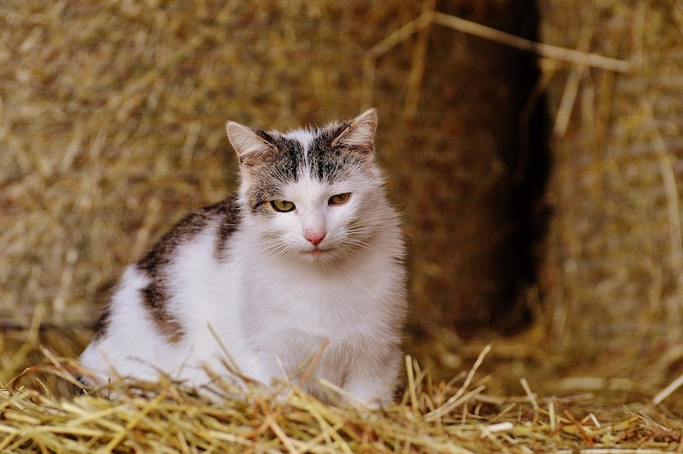 Разрушение стереотипов: кошкам противопоказано молоко