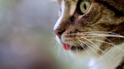 Разрушение стереотипов: кошкам противопоказано молоко