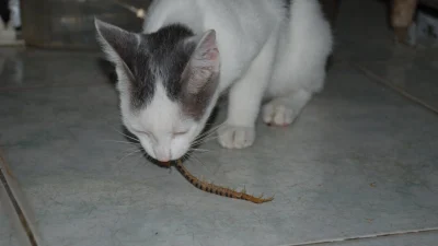 Советы ветеринара по поводу укуса ядовитой сороконожки и глаукомы у домашнего питомца