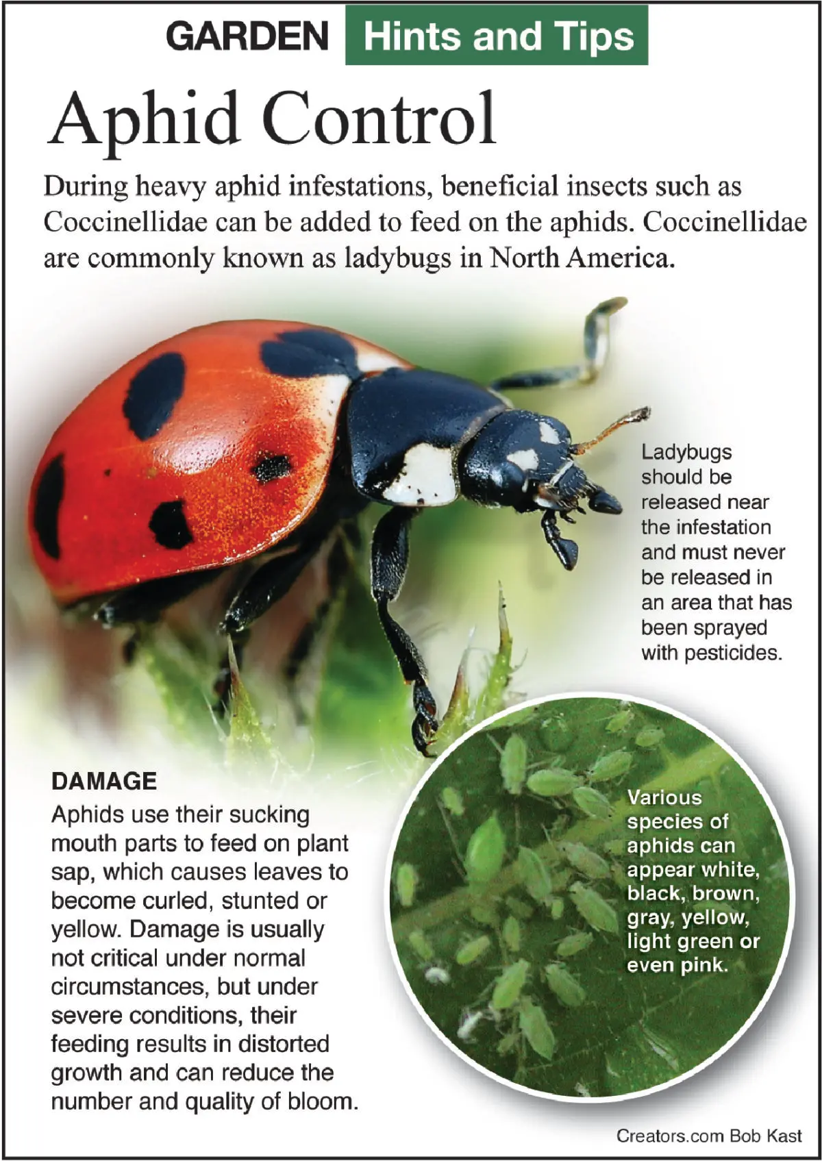 Божьи коровки: натуральное решение проблем с вредителями в вашем саду