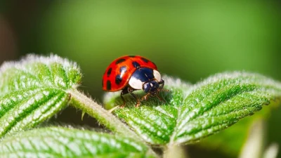 Божьи коровки: натуральное решение проблем с вредителями в вашем саду