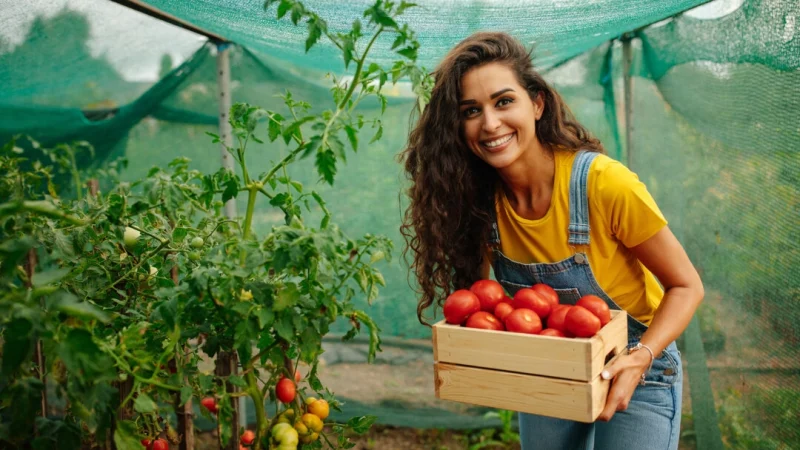 Помидоры легко выращивать, и есть сотни сортов на выбор. (bbernard/Shutterstock) | Epoch Times Россия