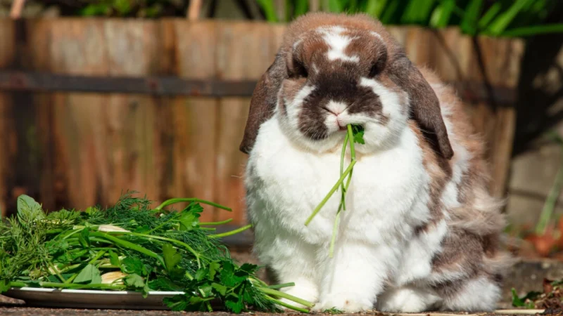 Листовая зелень должна быть частью рациона кролика. (Abdul N Quraishi — Abs/Shutterstock) | Epoch Times Россия