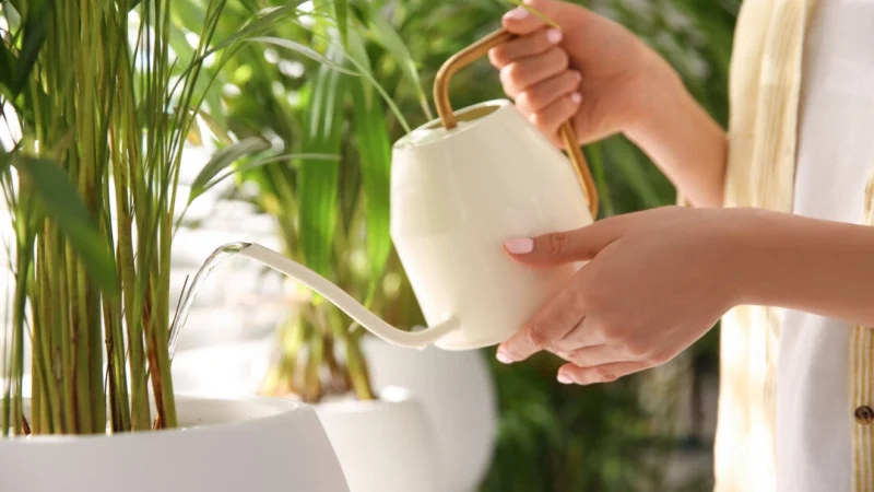 Как ухаживать за комнатными растениями Полив необходим для ухода за растениями, но старайтесь не переувлажнять. (Dreamstime/TNS) | Epoch Times Россия