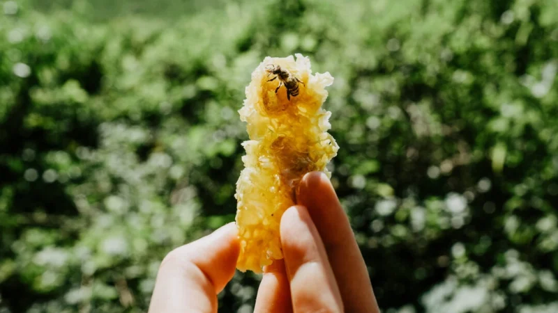 (Lisa Schaetzle/Getty Images) | Epoch Times Россия