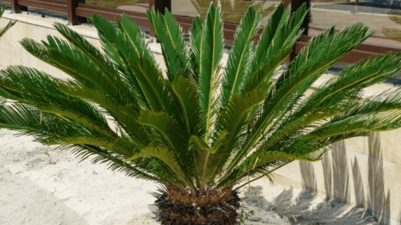 Саговая пальма. (Shutterstock) | Epoch Times Россия