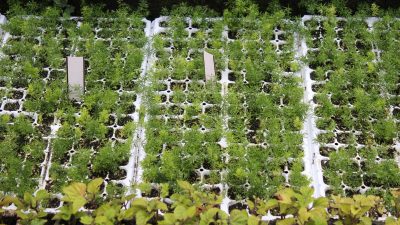 Россиянам пригрозили тюрьмой за выращивание некоторых грибов и растений на дачах