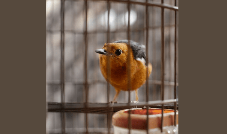 Птичка в клетке. (pxhere.com) | Epoch Times Россия