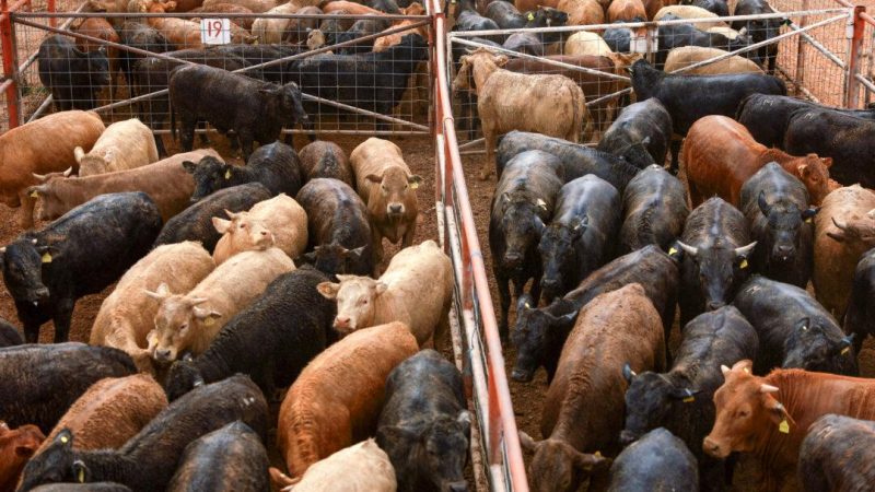 Скот в загонах на территории Регионального союза животноводов Чиуауа, недалеко от Сьюдад-Хуареса, Мексика, ожидает отправки в Соединённые Штаты 10 февраля 2025 года. (Jose Luis Gonzalez/Reuters) | Epoch Times Россия