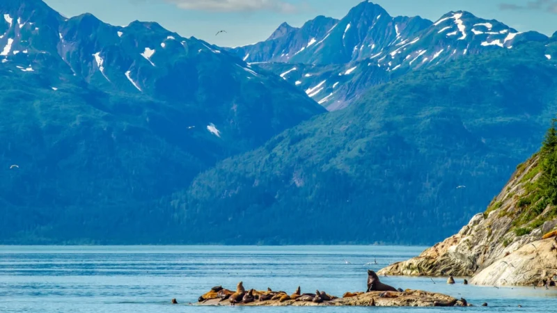 Сивучи Стеллера — самый крупный вид морских львов: взрослые самцы весят более тонны и достигают в длину более трёх метров. (Danita Delimont/Shutterstock) | Epoch Times Россия