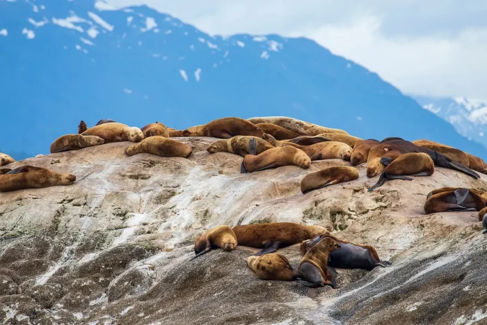 Залив Глейшер-Бей на Аляске: трудно добраться, но потрясающе красиво