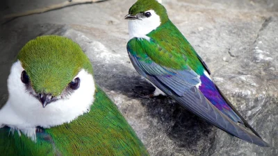 Фотограф из Британской Колумбии сделал крупные снимки великолепной зелёной ласточки