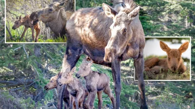 Редчайшие снимки: фотограф на Аляске запечатлела трёх новорождённых лосят с их мамой