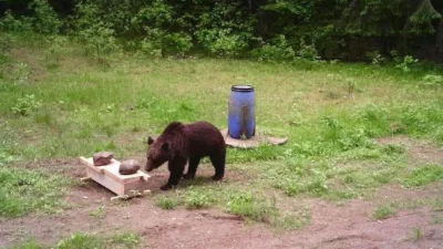 Литовские охотники отклонили просьбу правительства отстрелить дикую медведицу в окрестностях столицы