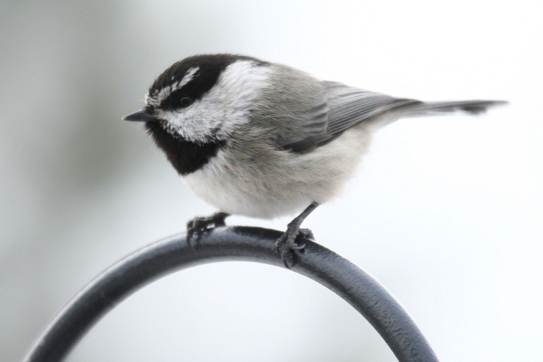 Особняк Тома Хэнкса, не пострадавший от пожара, и притча о птице и огне