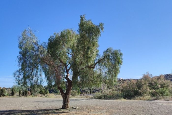 История из Древнего Китая о таинственной связи между человеком и перечным деревом