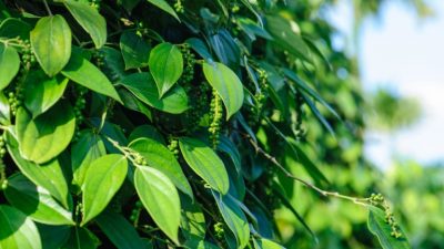 История из Древнего Китая о таинственной связи между человеком и перечным деревом