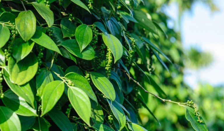 Однажды Вану предложили попробовать сычуаньский перец. Одна ветка была яркая, зелёная, полная жизни. (Image: via Shuttterstock) | Epoch Times Россия