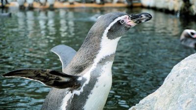 В Крыму впервые родился пингвинёнок (видео)