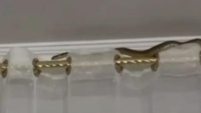 В Дагестане натяжной потолок помог змее попасть в квартиру (видео)