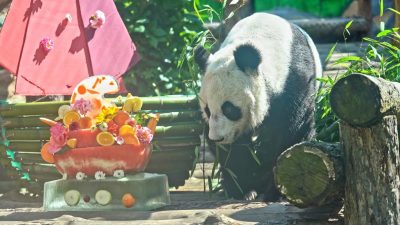 В Московском зоопарке пройдёт фестиваль «Неделя панд»