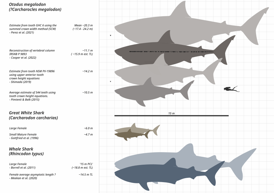 «Челюстям» 50 лет: как этот фильм навсегда изменил наше восприятие белых акул