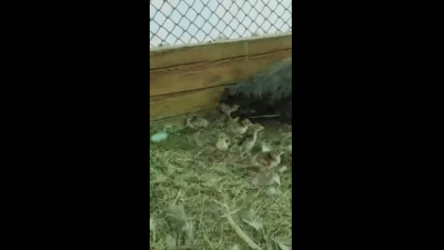 Первые в этом году птенцы павлина появились на свет в природном парке Якутии (видео)