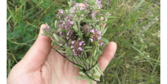 Тимьян. (Скриншот/youtube.com) | Epoch Times Россия