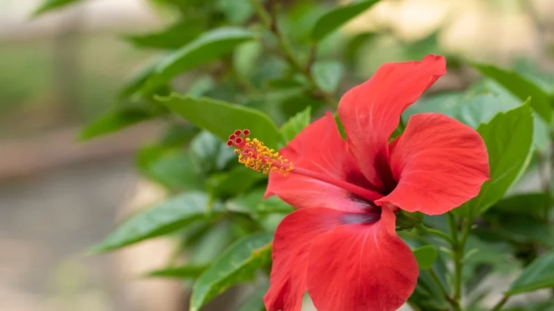 Три охлаждающие травы, которые помогут справиться с летней жарой Гибискус очень полезен для организма благодаря содержанию антиоксидантов и других питательных веществ. (zcebeci/Shutterstock) | Epoch Times Россия