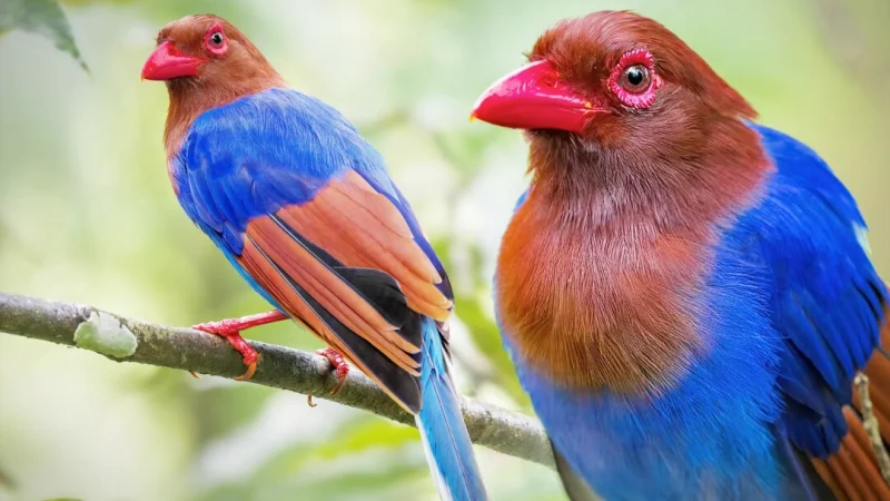 Голубая сорока сфотографированная Тони Двораком на Шри-Ланке. (Courtesy of Tony Dvorak)
 | Epoch Times Россия