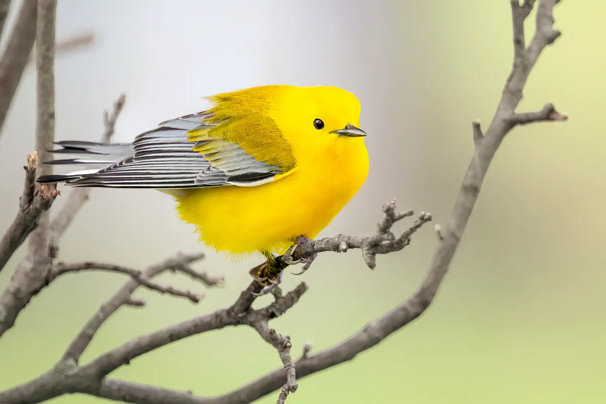 Фотограф снимает редких певчих птиц повсюду, даже на кладбищах и в джунглях Шри-Ланки и Индии
