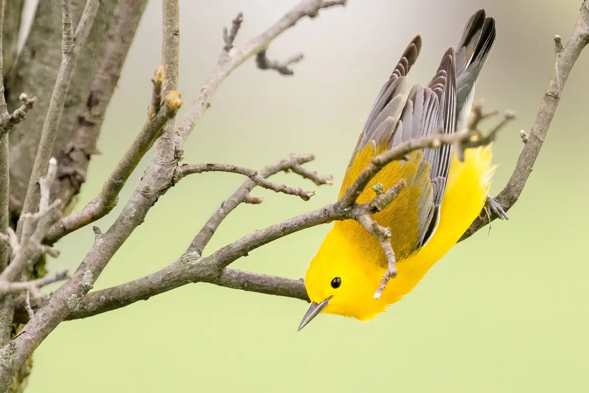 Фотограф снимает редких певчих птиц повсюду, даже на кладбищах и в джунглях Шри-Ланки и Индии