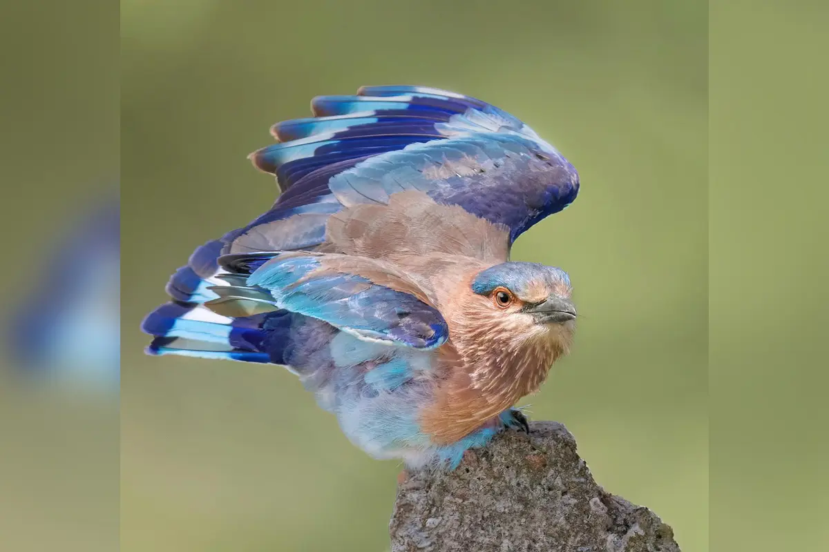 Фотограф снимает редких певчих птиц повсюду, даже на кладбищах и в джунглях Шри-Ланки и Индии