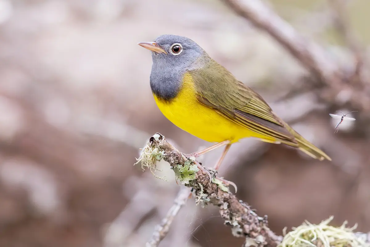 Фотограф снимает редких певчих птиц повсюду, даже на кладбищах и в джунглях Шри-Ланки и Индии