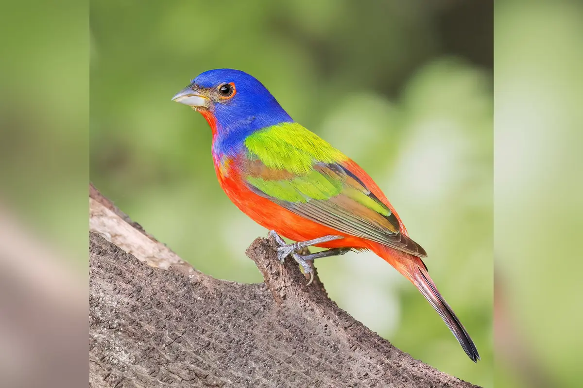Фотограф снимает редких певчих птиц повсюду, даже на кладбищах и в джунглях Шри-Ланки и Индии