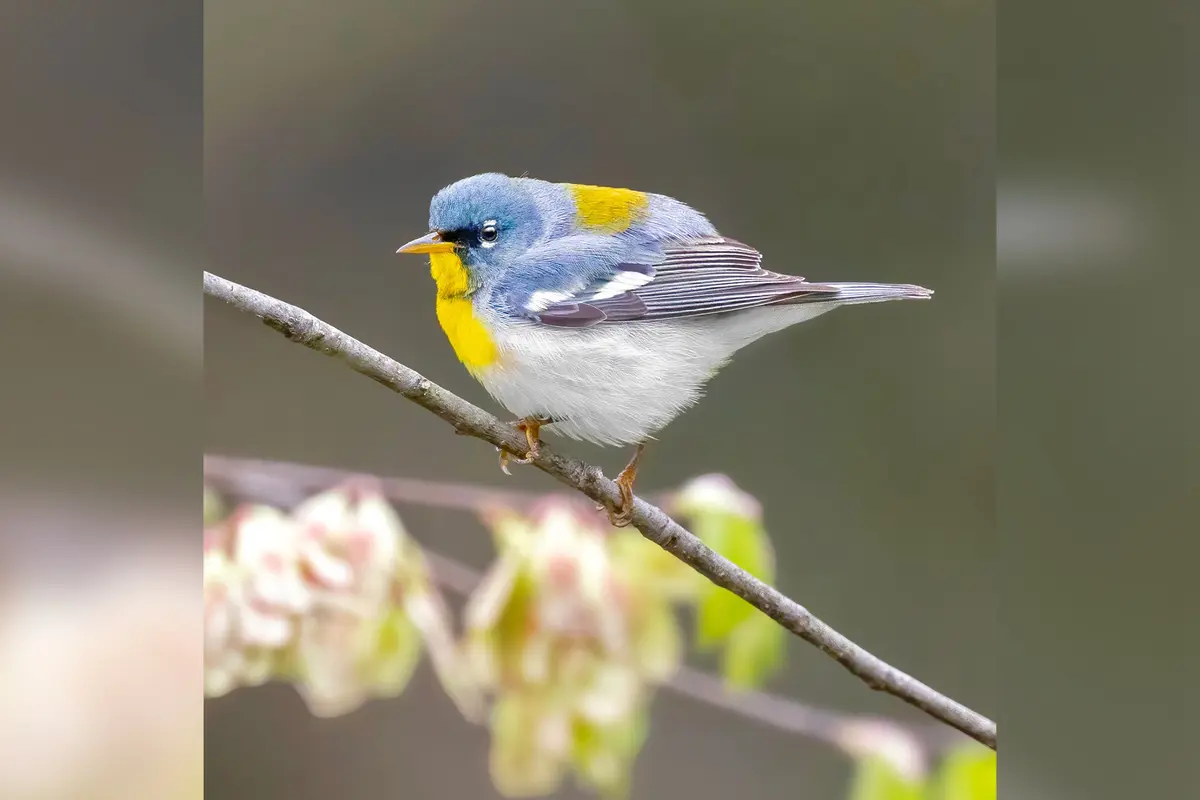 Фотограф снимает редких певчих птиц повсюду, даже на кладбищах и в джунглях Шри-Ланки и Индии