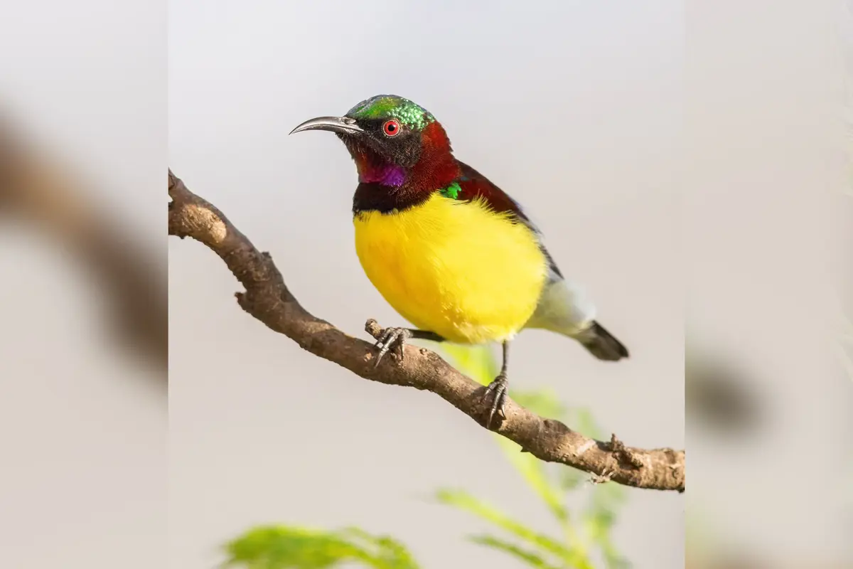 Фотограф снимает редких певчих птиц повсюду, даже на кладбищах и в джунглях Шри-Ланки и Индии