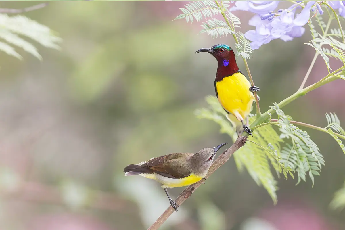 Фотограф снимает редких певчих птиц повсюду, даже на кладбищах и в джунглях Шри-Ланки и Индии