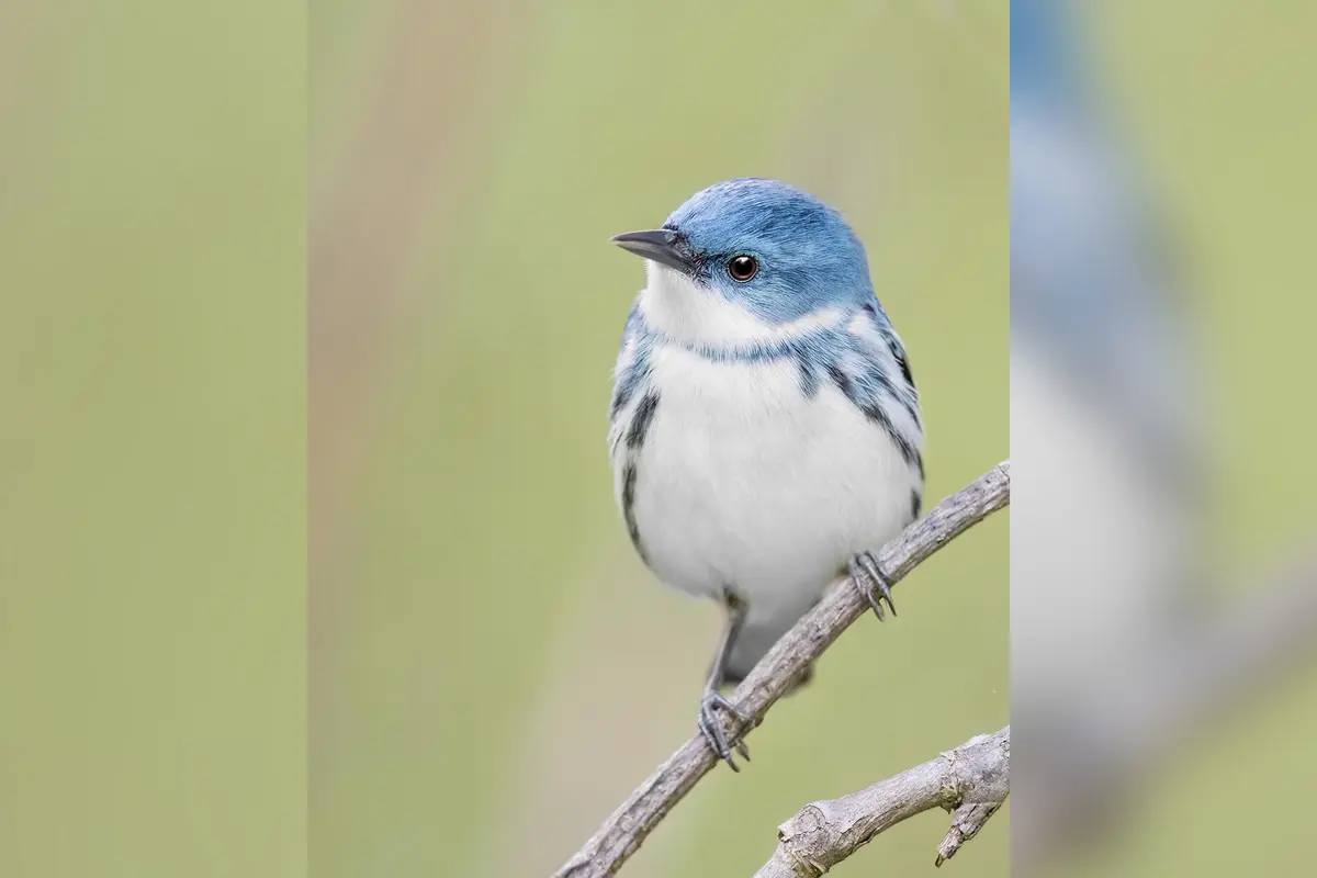 Фотограф снимает редких певчих птиц повсюду, даже на кладбищах и в джунглях Шри-Ланки и Индии